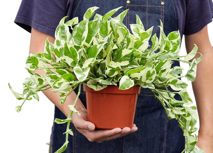 Pothos 'N'joy'