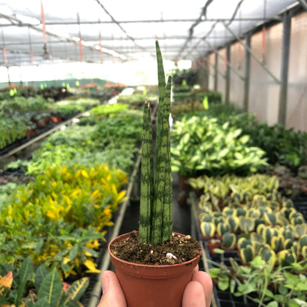 Snake Plant Cylindrica