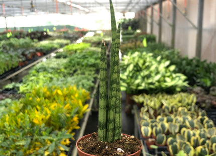 Snake Plant Cylindrica