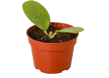 Hoya Obovata