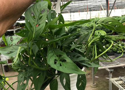 Monstera Adansonii 'Swiss Cheese'