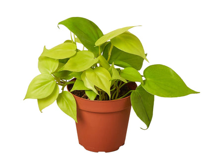 Philodendron 'Neon'