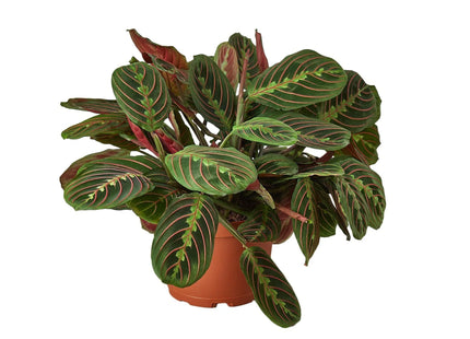 Maranta Red Prayer