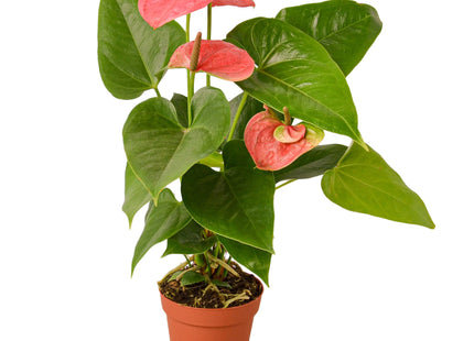 Anthurium 'Pink'