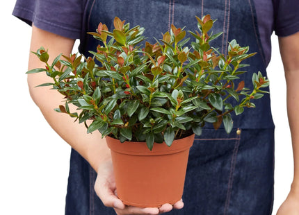 Nematanthus Black Goldfish Plant
