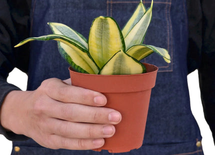 Snake Plant Gold Hahnii