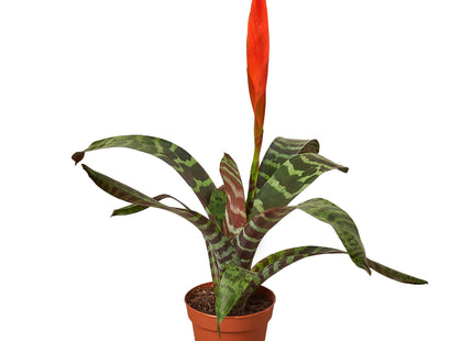 Bromeliad Vriesea 'Splenriet'