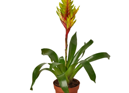 Bromeliad Vriesea 'Energy'