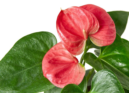 Anthurium 'Pink'