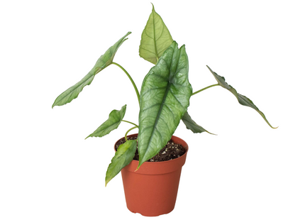 Alocasia 'Dragons Breath'