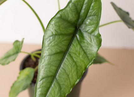 Alocasia 'Dragons Breath'