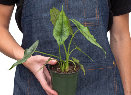 Alocasia 'Dragons Breath'