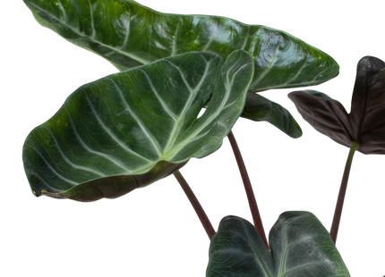 Alocasia 'Ebony'