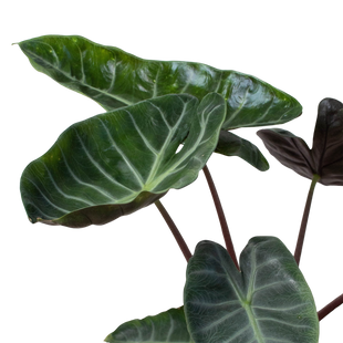 Alocasia 'Ebony'