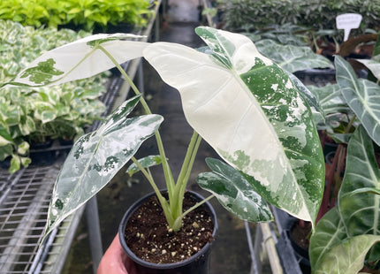 Alocasia Micholitziana 'Frydek' Variegated - 4" Pot
