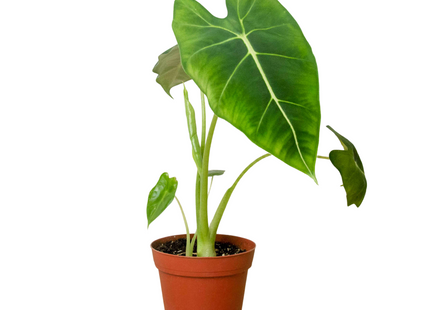 Alocasia Micholitziana 'Frydek'