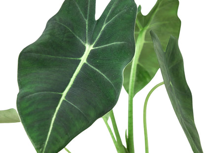 Alocasia Micholitziana 'Frydek'