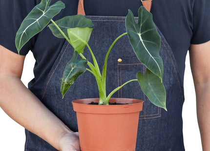 Alocasia Micholitziana 'Frydek'