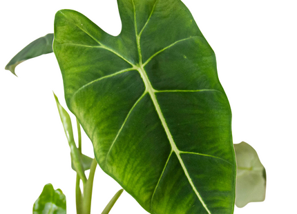 Alocasia Micholitziana 'Frydek'