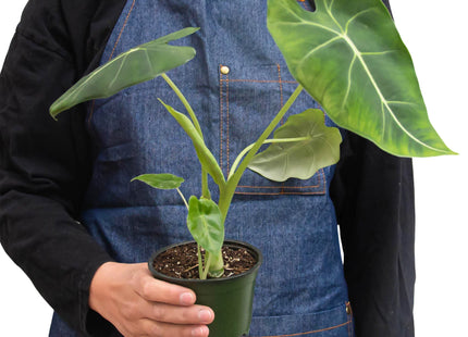 Alocasia Micholitziana 'Frydek'