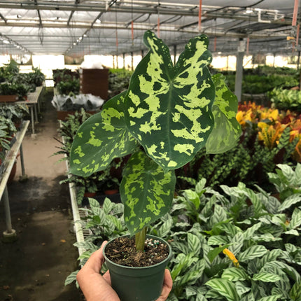 Alocasia 'Hilo Beauty'