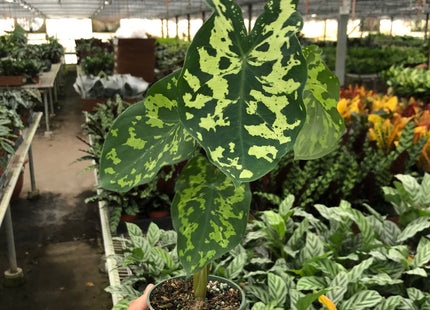 Alocasia 'Hilo Beauty'