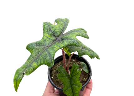Alocasia 'Jacklyn'