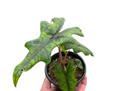 Alocasia 'Jacklyn'
