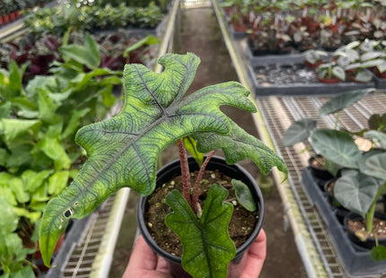 Alocasia 'Jacklyn'