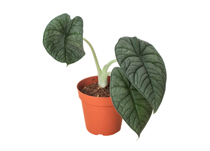 Alocasia 'Melo'