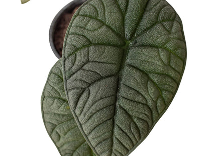 Alocasia 'Melo'