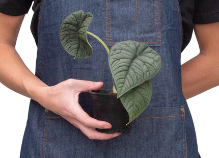 Alocasia 'Melo'