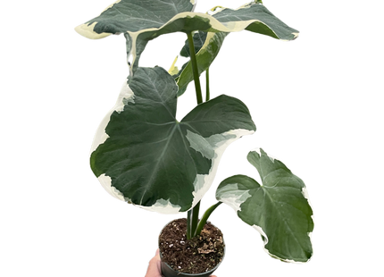 Alocasia 'Mickey Mouse' (Xanthosoma sagittifolium 'Variegatum Monstrosum')