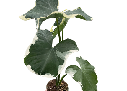 Alocasia 'Mickey Mouse' (Xanthosoma sagittifolium 'Variegatum Monstrosum')