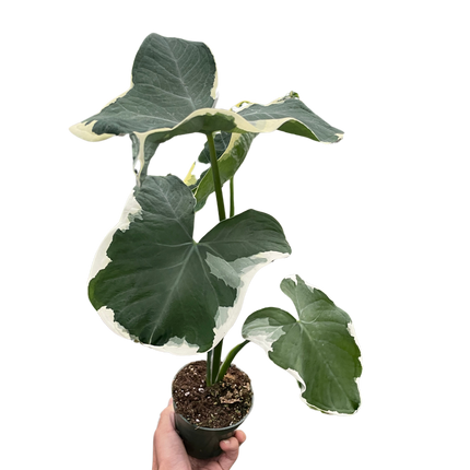 Alocasia 'Mickey Mouse' (Xanthosoma sagittifolium 'Variegatum Monstrosum')
