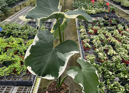 Alocasia 'Mickey Mouse' (Xanthosoma sagittifolium 'Variegatum Monstrosum')