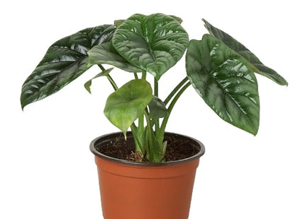 Alocasia 'Mirror Face' - 4" Pot