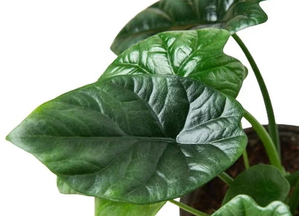 Alocasia 'Mirror Face' - 4" Pot