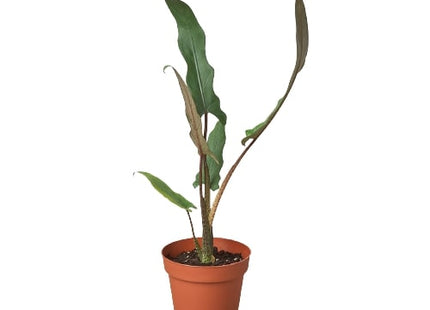 Alocasia 'Purple Sword'