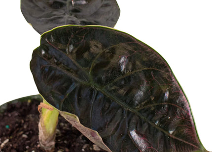 Alocasia 'Red Mambo' - 4" Pot