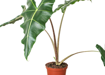 Alocasia 'Sarian'