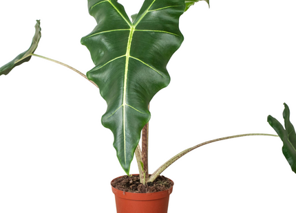 Alocasia 'Sarian'