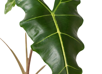 Alocasia 'Sarian'