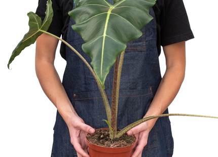 Alocasia 'Sarian'