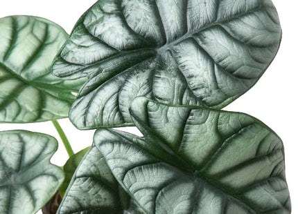 Alocasia Silver Dragon