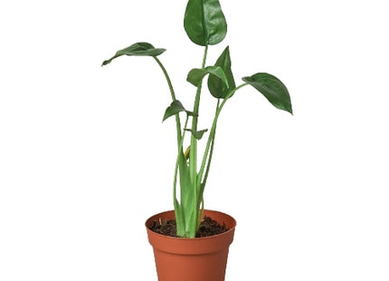 Alocasia 'Tiny Dancer' - 4" Pot