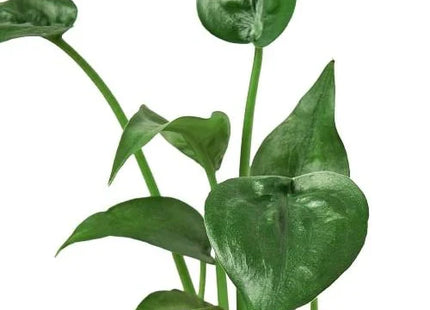 Alocasia 'Tiny Dancer' - 4" Pot