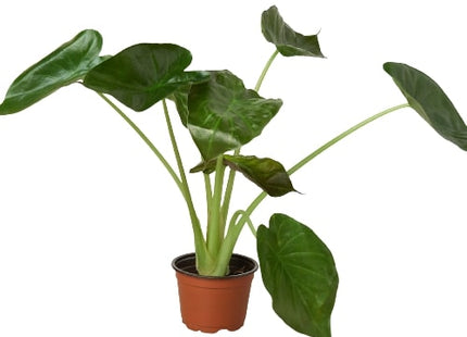 Alocasia 'Wentii'