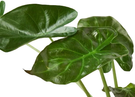 Alocasia 'Wentii'