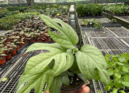 Amydrium 'Silver'